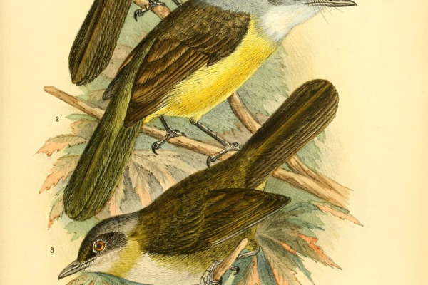 Brown-headed Greenbul