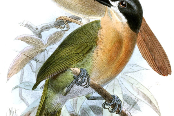 Brown-headed Greenbul