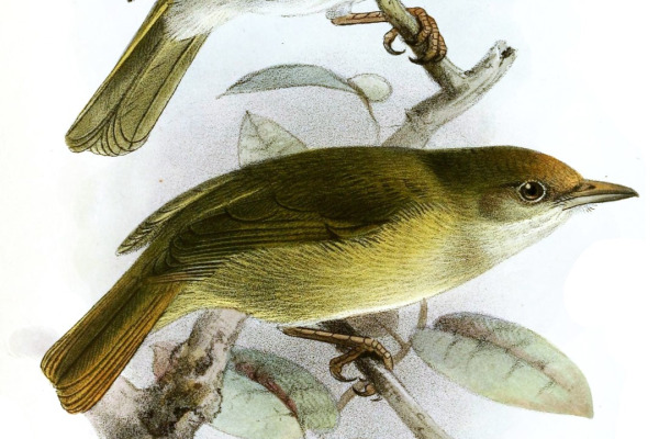 Brown-headed Greenlet