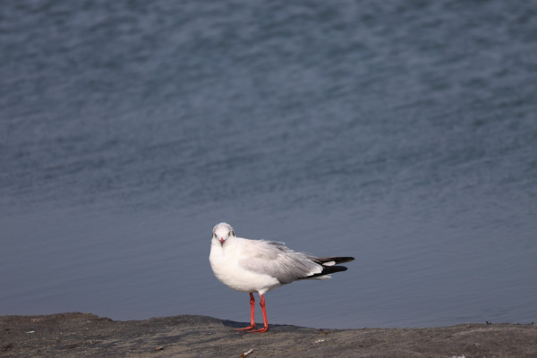 Brown-headed Gull