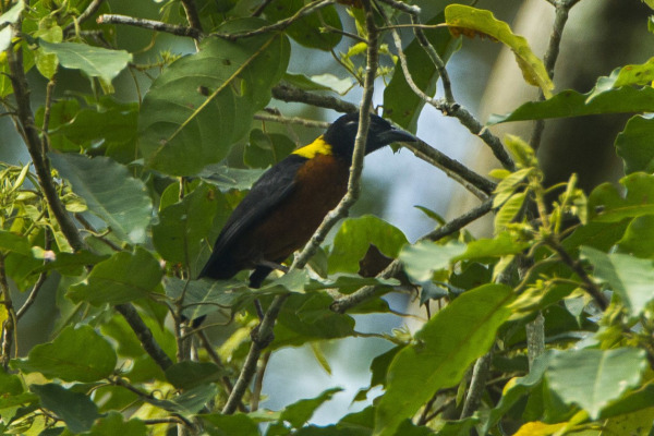 Brown-headed Weaver
