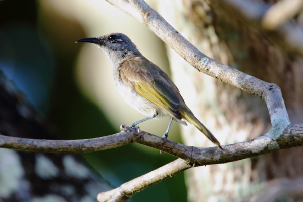 Brown Honeyeater