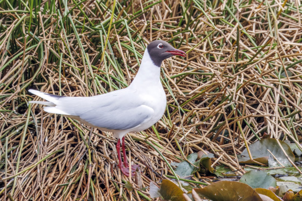 Brown-hooded Gull