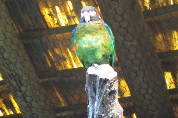 Brown-hooded Parrot