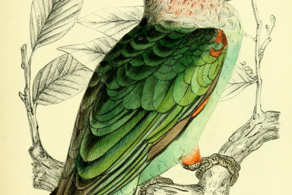 Brown-necked Parrot