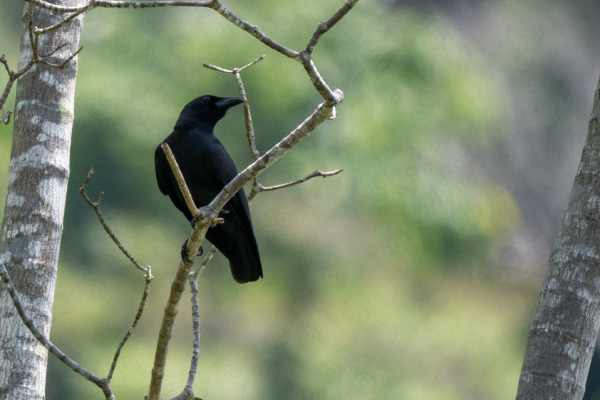 Brown-necked Raven