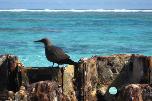 Brown Noddy