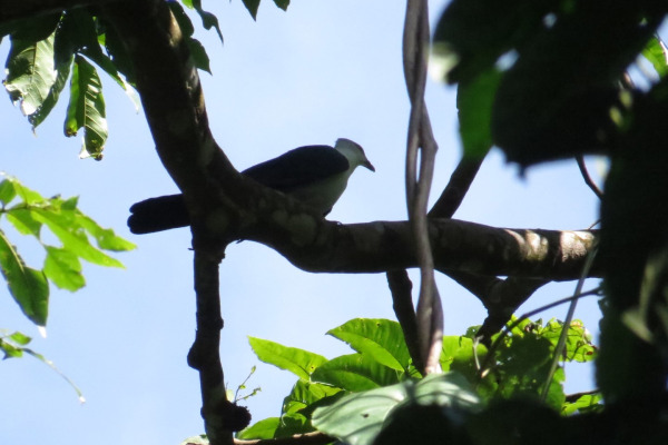Brown's Imperial Pigeon