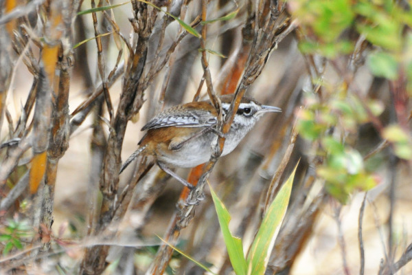Brown's Wood-Wren