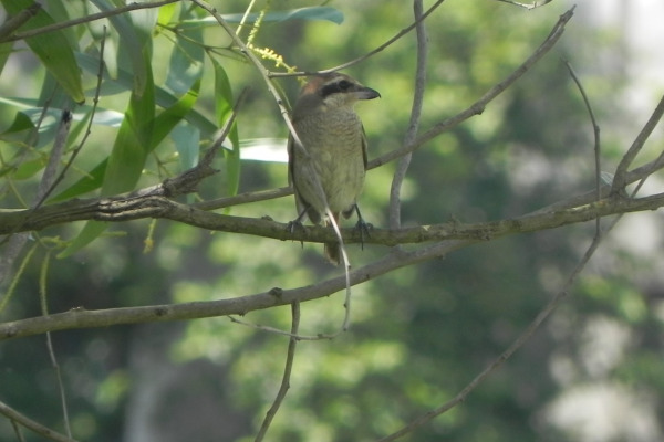 Brown Shrike