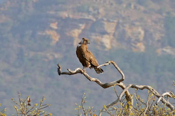 Brown Snake Eagle