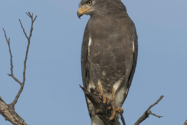 African Snake Eagle