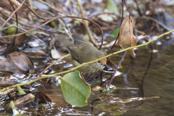 Brown Thornbill