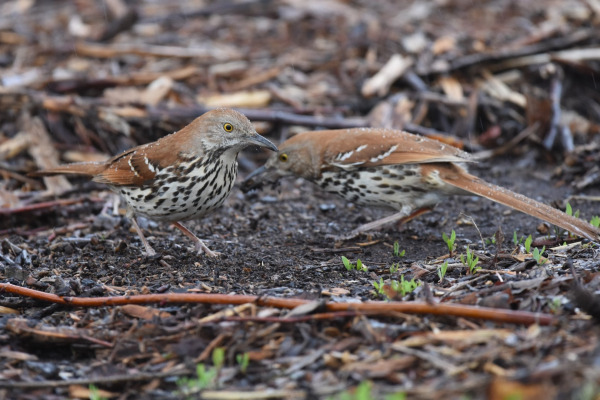 Brown Thrasher
