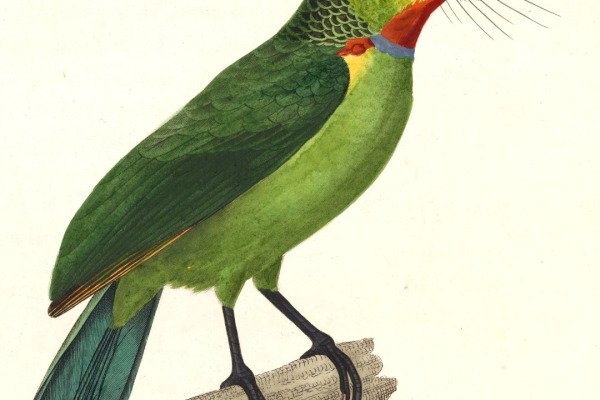 Brown-throated Barbet