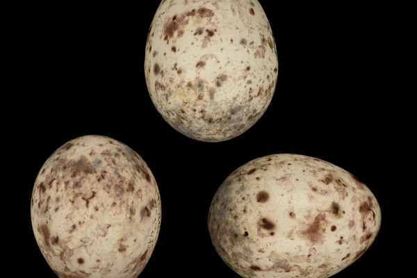 Brown-throated Fulvetta