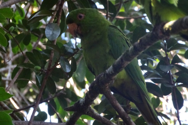 Brown-throated Parakeet