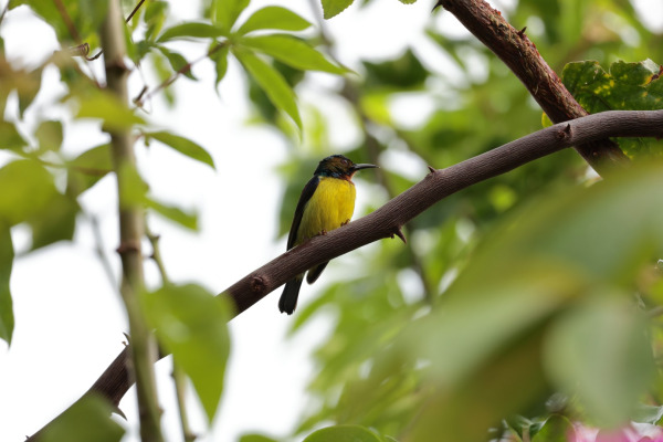 Brown-throated Sunbird