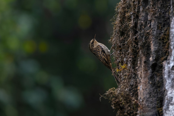Brown-throated Tree-creeper
