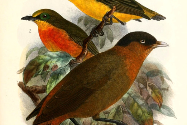 Brown-throated Wattle-eye