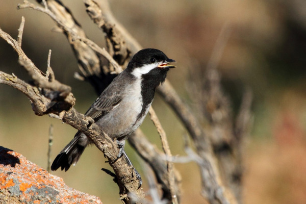 Brown-throated Wattle-eye