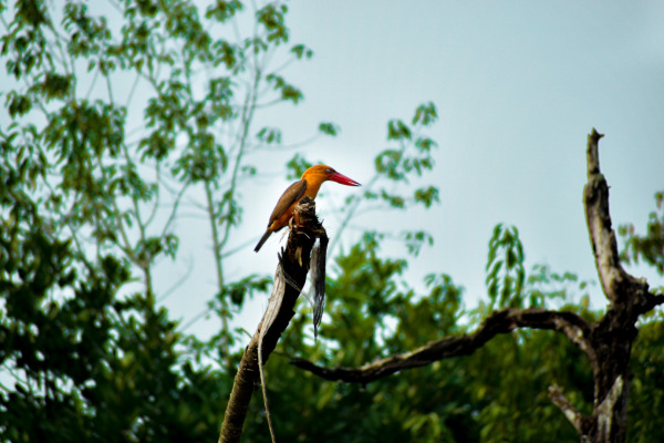 Brown-winged Kingfisher