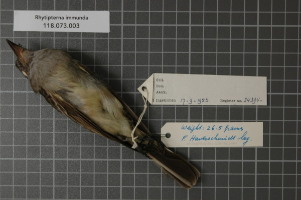 Brown-winged Schiffornis