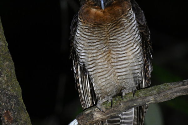 Brown Wood Owl