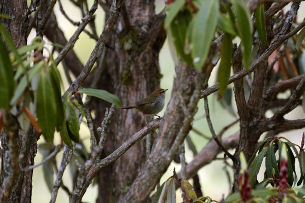 Brownish-flanked Bush Warbler