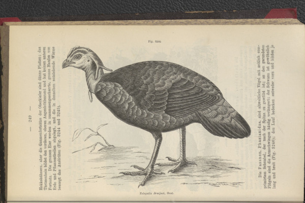 Bruijn's Brush-turkey