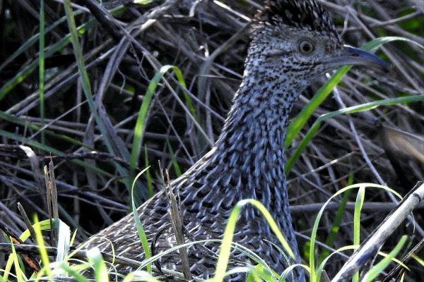 Brushland Tinamou