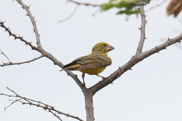 Buchanan's yellow canary
