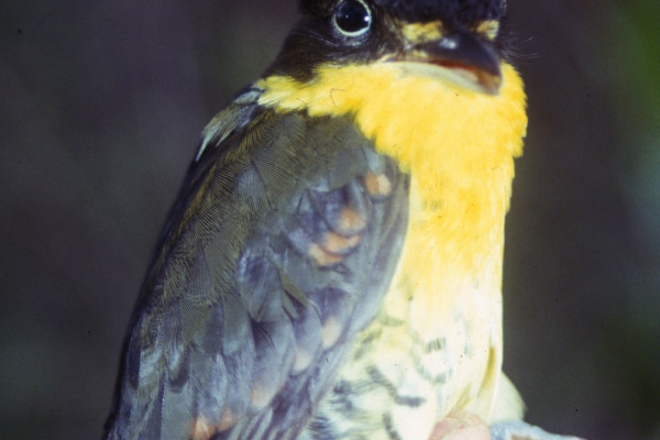 Buckley's Forest-Falcon