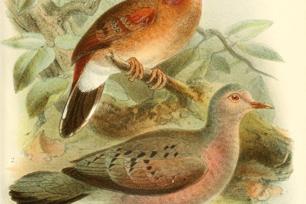 Buckley's Ground Dove