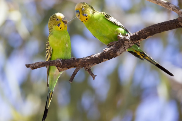 Budgerigar