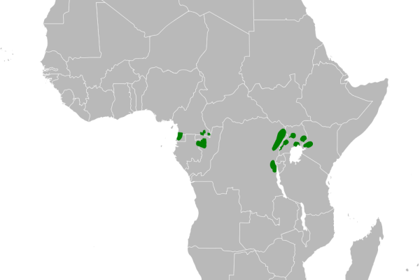 Budongo Forest Warbler