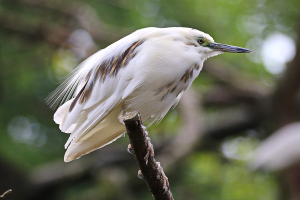 Buff-backed Heron