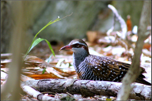 Buff-banded Rail
