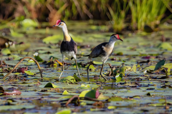 Buff-banded Rail