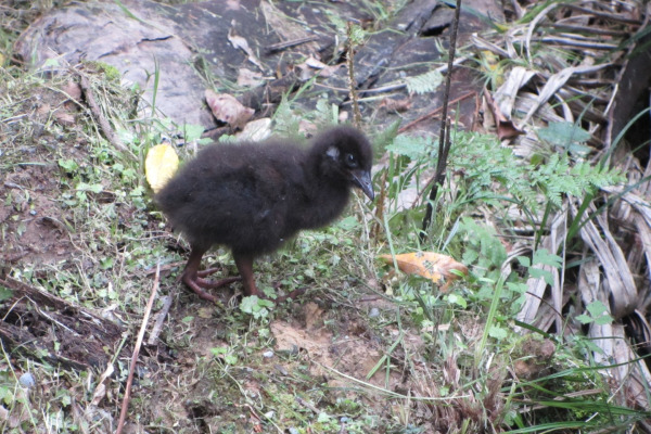 Buff-banded Rail