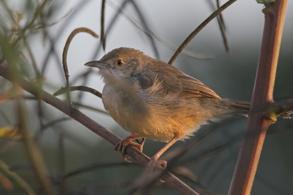 Buff-bellied Cisticola