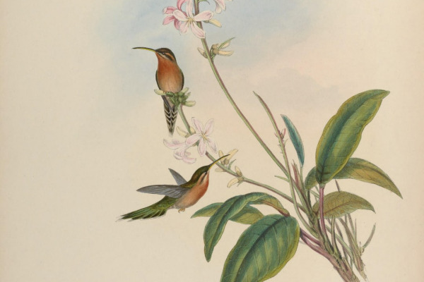 Buff-bellied Hermit