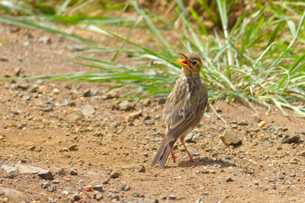 Buff-bellied Pipit