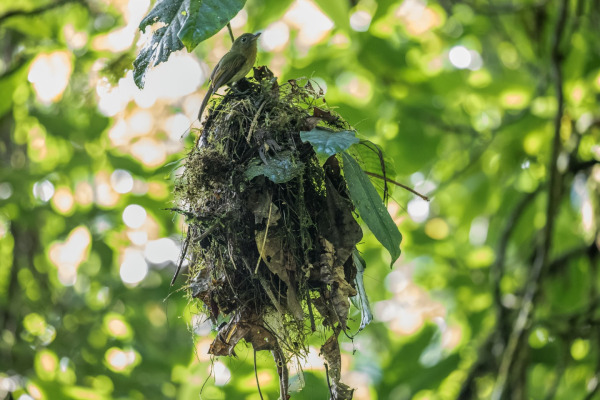 Buff-breasted Flycatcher