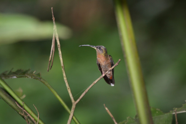 Buff-breasted Sabrewing