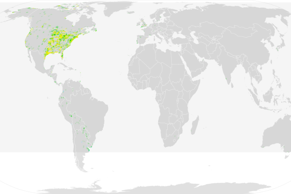Buff-breasted Sandpiper