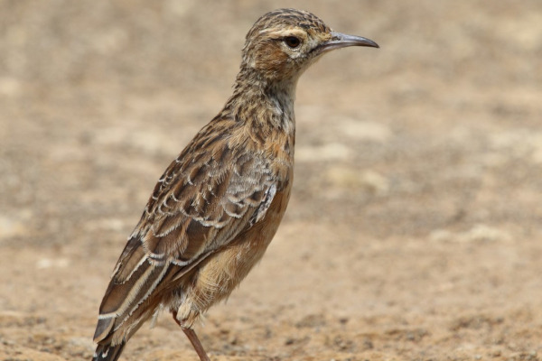 Buff-crested Bustard