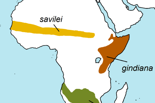 Buff-crested Bustard