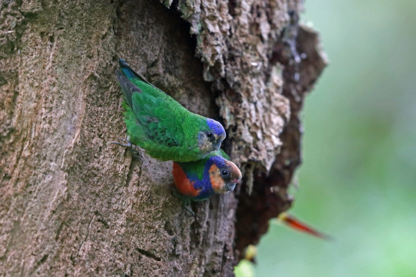 Buff-faced Pygmy Parrot