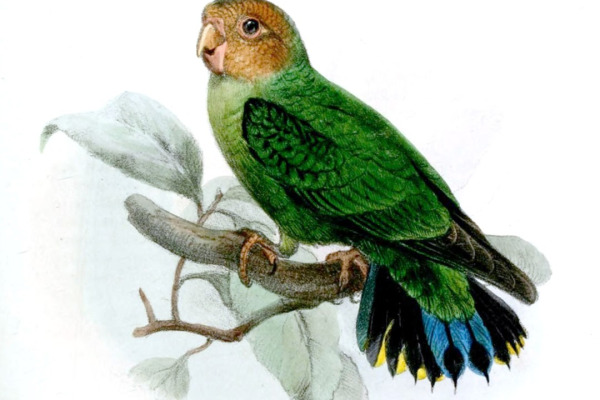 Buff-faced Pygmy Parrot